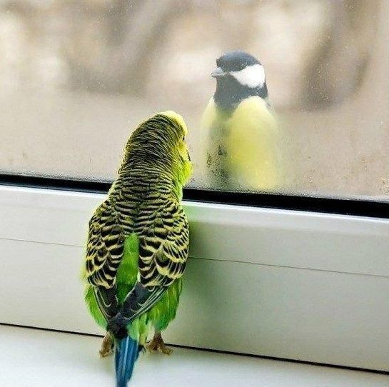 Atelier: l&rsquo;hypnose avec les oiseaux, Bruxelles, mercredi 17/01 2018