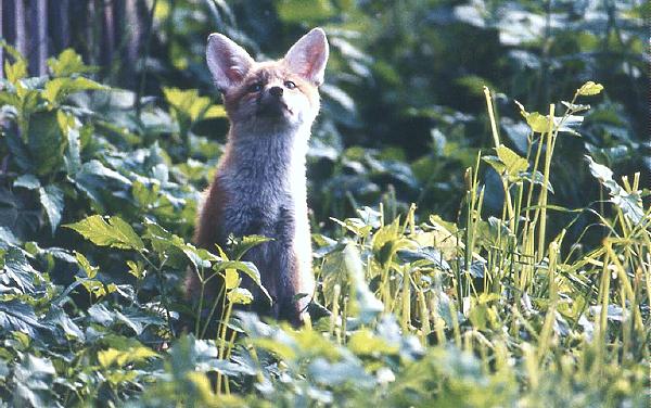 Rêve lucide programmé par l&rsquo;hypnose
